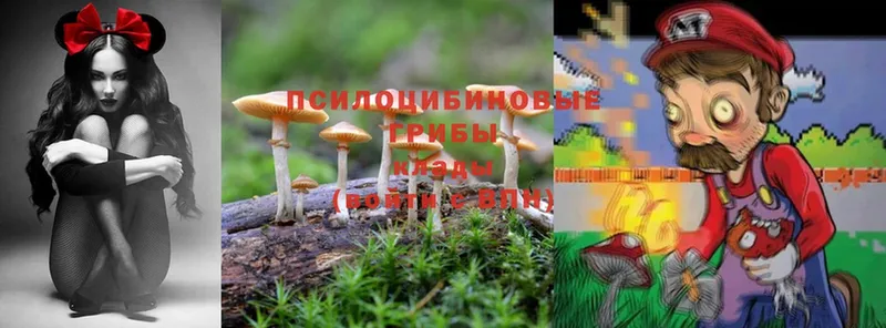 ОМГ ОМГ ТОР  Адыгейск  Галлюциногенные грибы Cubensis 